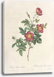 Постер Редюти Пьер Rosa Alpina Vulgaris
