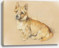 Постер Уордл Артур An Australian Terrier