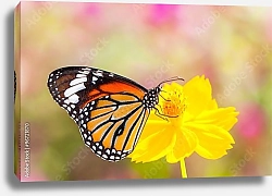 Постер Бабочка монарх на ярко-жёлтом цветке