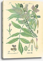 Постер Oleaceae, Fraxinus excelsior