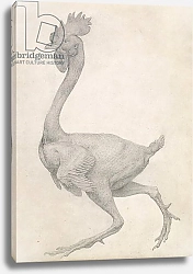 Постер Стаббс Джордж Fowl: Lateral view with Most Feathers Removed