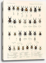 Постер Годман Фредерик Insecta Coleoptera Pl 162