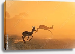 Постер Скачущие антилопы на закате в прерии