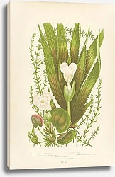 Постер Long Flowered Anacharis, Frog-bit, Water-soldier