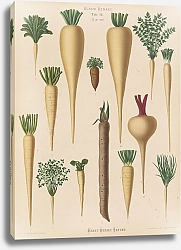 Постер Бенари Эрнст Кулинарные корни