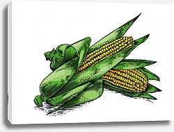 Постер Два свежих кукурузных початка