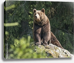 Постер Бурый медведь на скале