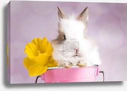Постер Кролик в ведерке с желтым цветком
