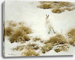 Постер Лильефорс Бруно Vinterhare Bland Tuvor