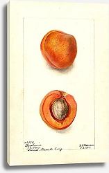 Постер Пассмор Дебора Черноплодная рябина: Бленхейм