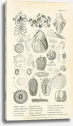 Постер Mollusca №3 3