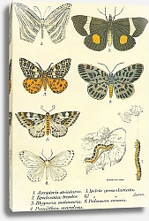 Постер Acropteris strialaria 1