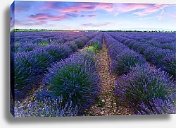 Постер Франция. Прованс, лаванда