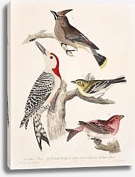 Постер Птицы Америки Уилсона 7