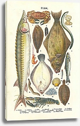 Постер Рыба