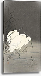 Постер Косон Охара Two egrets in the reeds