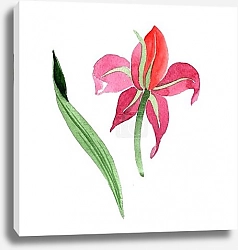Постер Элегантная розовая лилия на белом фоне
