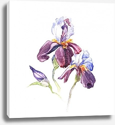 Постер Бордовые ирисы. Акварель