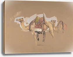 Постер Льюис Джон Два верблюда