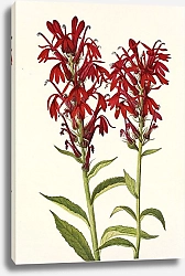 Постер Уолкотт Мари Цветок кардинала. Лобелия кардиналис
