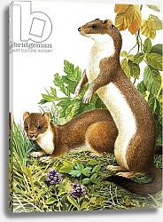 Постер Дэвис Р. (жив, дет) Weasels