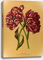 Постер Арендсен Арентина Двойные Тюльпаны 1. Свадьба Моей Мамы. 2. Имперская Корона