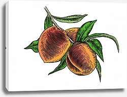 Постер Ветка с персиками