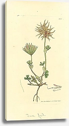 Постер Sowerby Ботаника №4 1