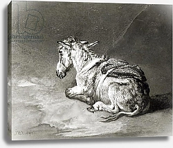 Постер Уорд Артур Donkey at Rest