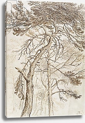 Постер Уорд Артур Study of Trees