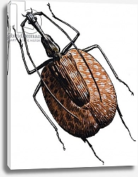Постер Дэвис Р. (жив, дет) Weevil, of the Beetle Family, 1966
