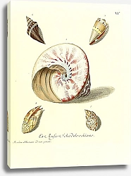 Постер Морские раковины 036