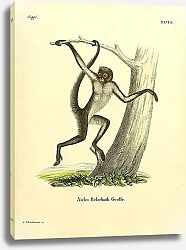 Постер Белолобая коата (паукообразная обезьяна)
