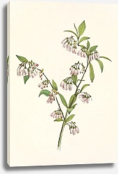 Постер Уолкотт Мари Pineland Blueberry. Vaccinium tenellum