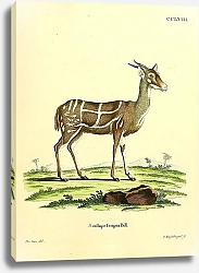 Постер Пёстрый козёл