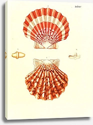 Постер Морские раковины 014