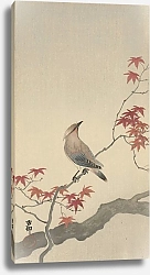 Постер Косон Охара Japanese waxwing on maple