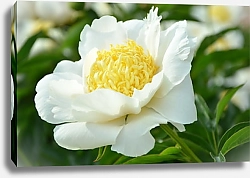 Постер Цветущий белый пион в саду №2