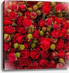Постер Красные розы. Close-up.