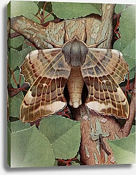 Постер Робер Поль-Андре Смеринт Тополя