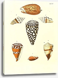 Постер Морские раковины 015
