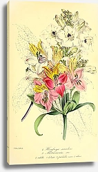 Постер Henfreya scandens, Alstroemerias