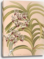 Постер Майнер Гарриет Стюарт Милая Ванда