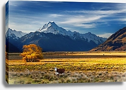 Постер Корова у горы Кука, Кентербери, Новая Зеландия