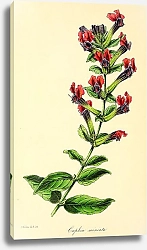 Постер Cuphea Miniata
