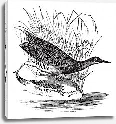 Постер Rallus elegans or King rail vintage engraving