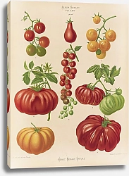 Постер Бенари Эрнст Помидоры, или Любимые яблоки