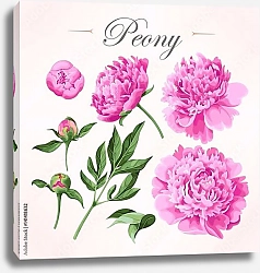Постер Цветы и бутоны розовых пионов