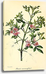 Постер Boronia Anemonaefolia
