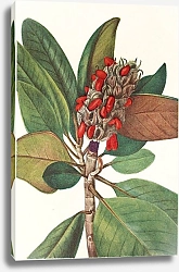 Постер Уолкотт Мари Southern Magnolia.